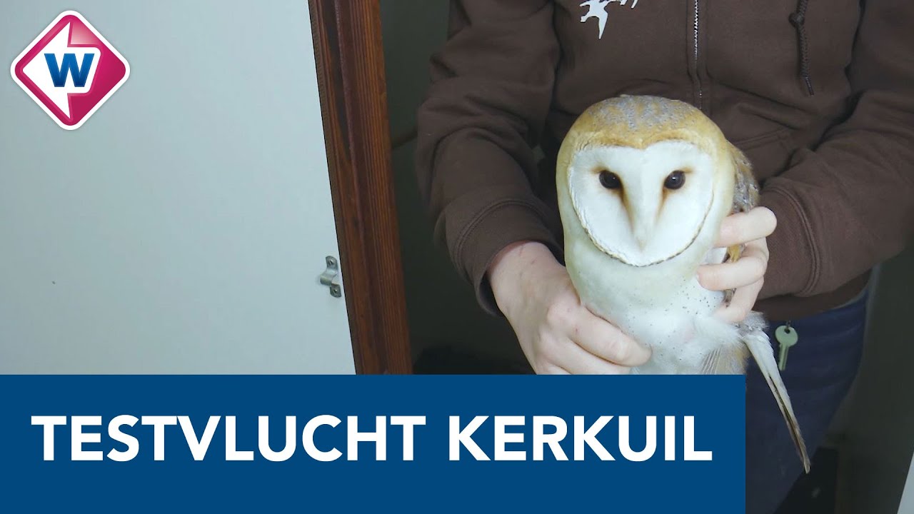 Testvlucht voor kerkuil in vogelopvang: 'Als hij weer kan vliegen, laten we hem vrij' - OMROEP WEST
