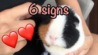 6 signs that your guinea pig loves you