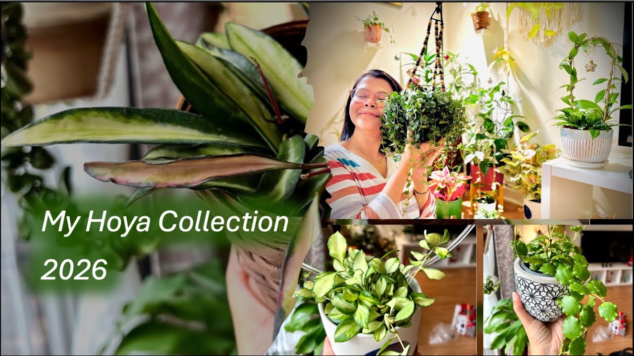 Hoya Collection Tour starting 2026