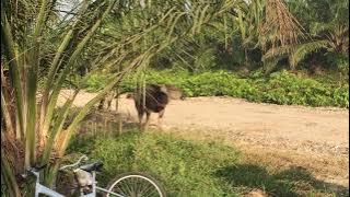 Download lagu “KERBAU MENYANYI” Macam mana bunyi / suara kerbau?