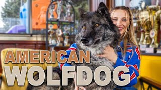 North American Indian Dog ( Amerikan Wolfdog ) | Tüm Detaylarıyla Irk Tanıtımı