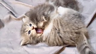 Tiny Kitten was surprised when other Kitten wants to fight her, so cute! by SnikoPaws - Funny Kittens 793 views 10 months ago 2 minutes, 51 seconds