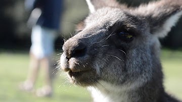 UC Berkeley Summer Global Internship: Sydney 2018