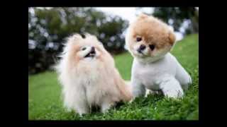 Kids Song - My Puppy My Baby Dog