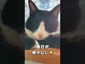夕方はハチワレ猫を神々しくさせる...かもしれない #Shorts #猫