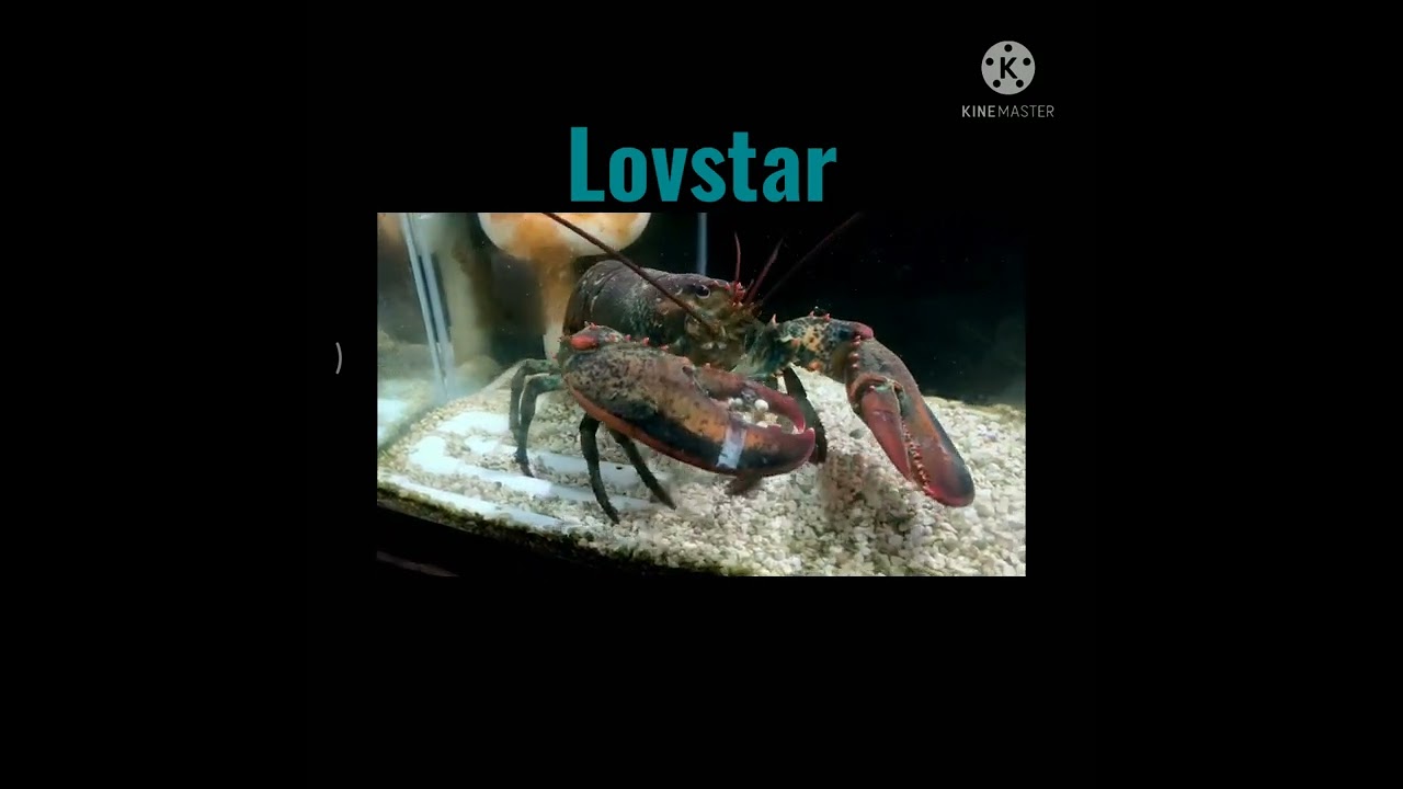 #Lovstar