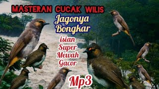 Masteran Cucak WILIS GACOR FULL isian!!JAGONYA Bongkar isin Mewah