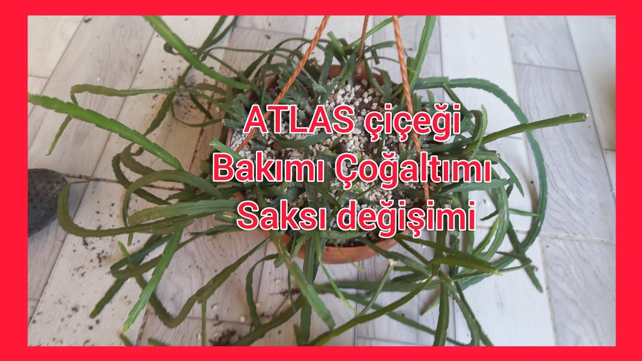 ATLAS ÇİÇEĞİ ( LEPİSMİUM BOLİVİANUM ) SAKSI DEĞİŞİMİ BAKIMI ÇOĞALTIMI