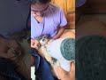 after taking a bath #shortvideo #catmoments #persiancat