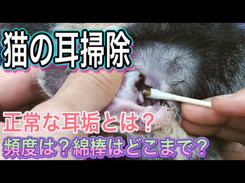 猫の耳掃除 猫の通常の耳垢の色とは 黒 茶色 耳掃除の頻度は 綿棒は使って良いの Youtube