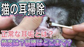 【猫の耳掃除】猫の通常の耳垢の色とは黒茶色耳掃除の頻度は綿棒は使って良いの