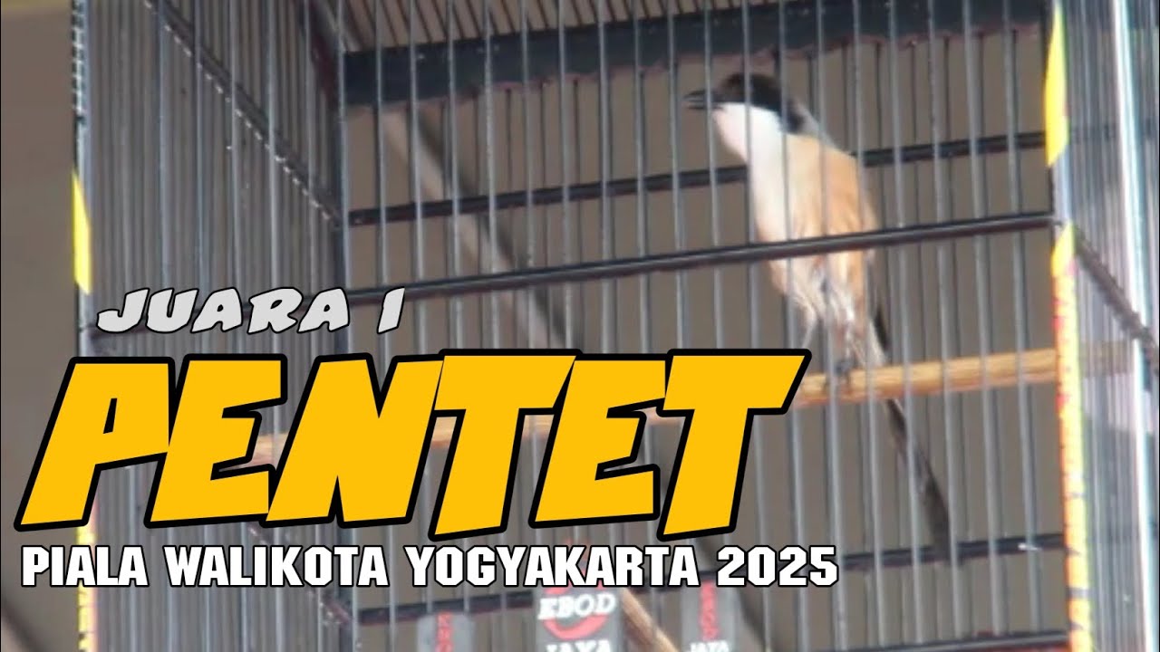 Pentet juara 1. ROYAL BUANG MATERI. 📍PIALA WALIKOTA YOGYAKARTA 2025📍