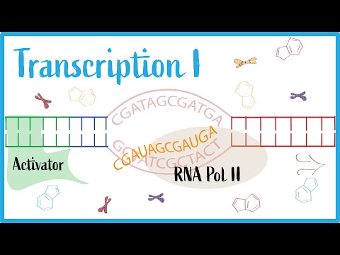 Video: Regulácia Expresie PTEN Nekódujúcimi RNA