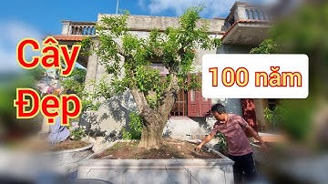 Cây cảnh Đẹp, Độc đáo mời các bác ngắm thêm một lần nữa!!!! Nhà Vườn Phong Sơn