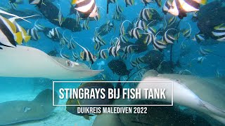 Duiken Malediven - Stingrays bij Fish Tank
