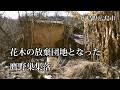 広島県広島市 花木の放棄団地となった鷹野巣集落
