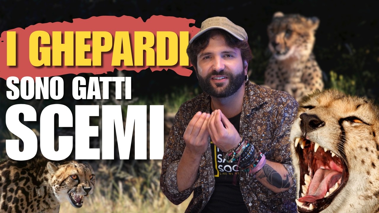 I ghepardi non sono i predatori che pensi