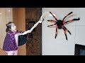거미들이 따라와요!! 서은이의 할로윈 고스트 하우스 특집 모음 Halloween Special Video Collection