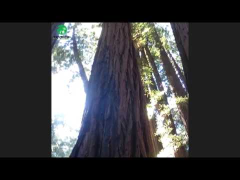 Video: Muir Woods National Monument: la guida completa