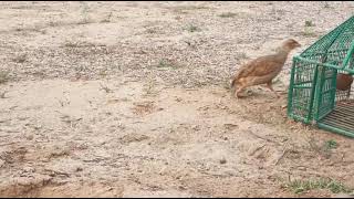 Chirping Bird Song,Nature Sounds,Dakhni Teetar Bird Sound