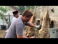 belajar menguliti kambing