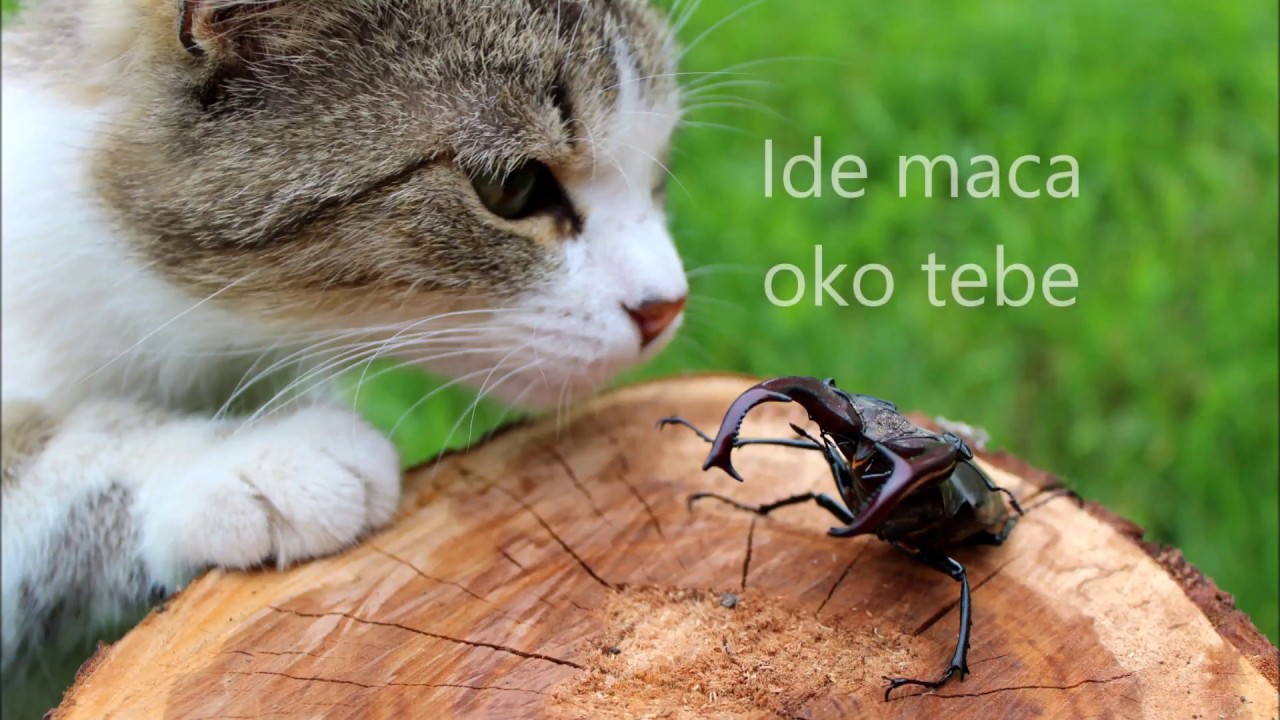 Ide maca oko tebe crtani film za bebe. Animirani film. Video spotić