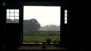 🐔 Farm Ambient Sounds with Birds, Cattle and Rain on a Barn Roof. Perfect Ambience for Relaxation.
