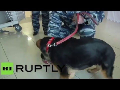 ПОДАРОК ПОЕХАЛ  Подаренный Россией французским силовикам щенок Добрыня отправился в Париж