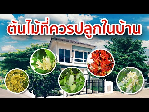 10 ต้นไม้ให้ร่มเงา ปลูกให้บ้านเย็นสบายร่มรื่น