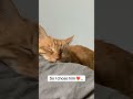 #cat mom #cat #catshorts #cats #catsofusa #catlovers #catlove #cathealth #catparent #cathealthtips