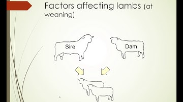 Recording Artificially-Reared Lambs In PedigreeMaster