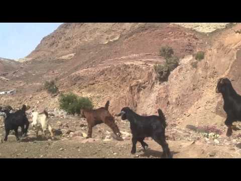 Little goats in Wadi Dana