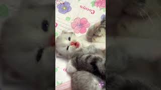 Cute Kittens❤️【49】#Shorts #Cutecat520 #Cat #Kittens #Pets