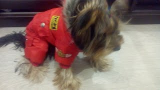 Распаковка комбинезона из Китая,для йоркширского терьера Арчи..Overalls dog.Fashion, walking... Распаковка комбинезона из Китая,для йоркширского терьера Арчи..Overalls dog.Fashion, walking...
