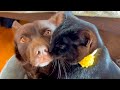 おいおい黒ヤギ猫にまでモテモテやないかい