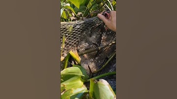 #25 Thăm lờ cá lóc cải tiến siêu nhạy cá vô một bầy #mientay #fishing