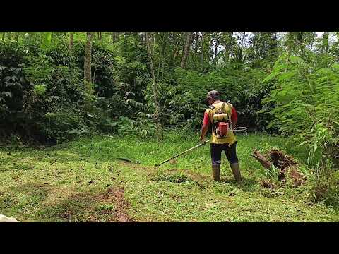 Part 6, pemangkasan pakai pisau tasco. Tetap lanjut tanpa hambatan. 