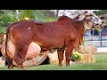 India's ⭐ No 1 Highest Milk Produceing Gir Cow  || 75 Kg Milking Day Record