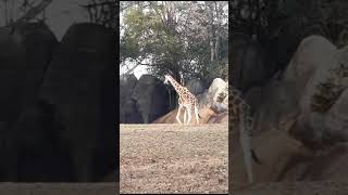 Зебра 🦓 Марті і жираф 🦒 Мелман з Мадагаскару! Zebra &amp; giraffe #madagascar #животные #природа