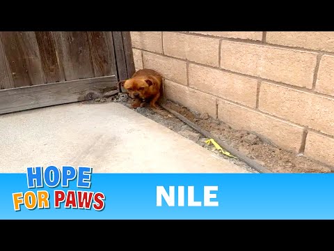 Videó: Pit Bull, az éhezés reményéből megszabadulva, nem tud mosolyogni (és készen áll az örökbefogadásra!)