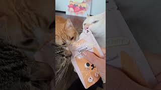 แมวจร ทีมขนท #แมว #cat #cafed #funny #cafeide #vlog
