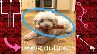 ✔ 100 Rose Challenge (Valentine's Day 2018) ✔