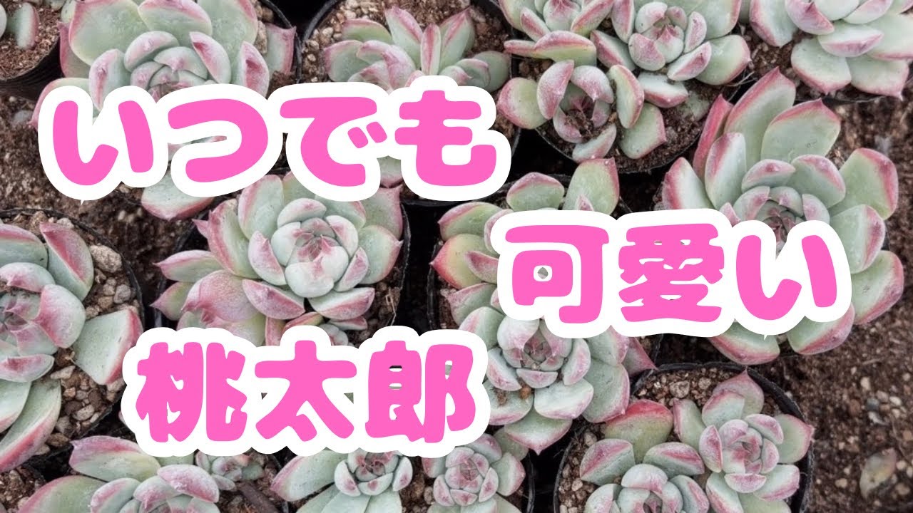 多肉植物】桃太郎♪2026年9月25日 - YouTube