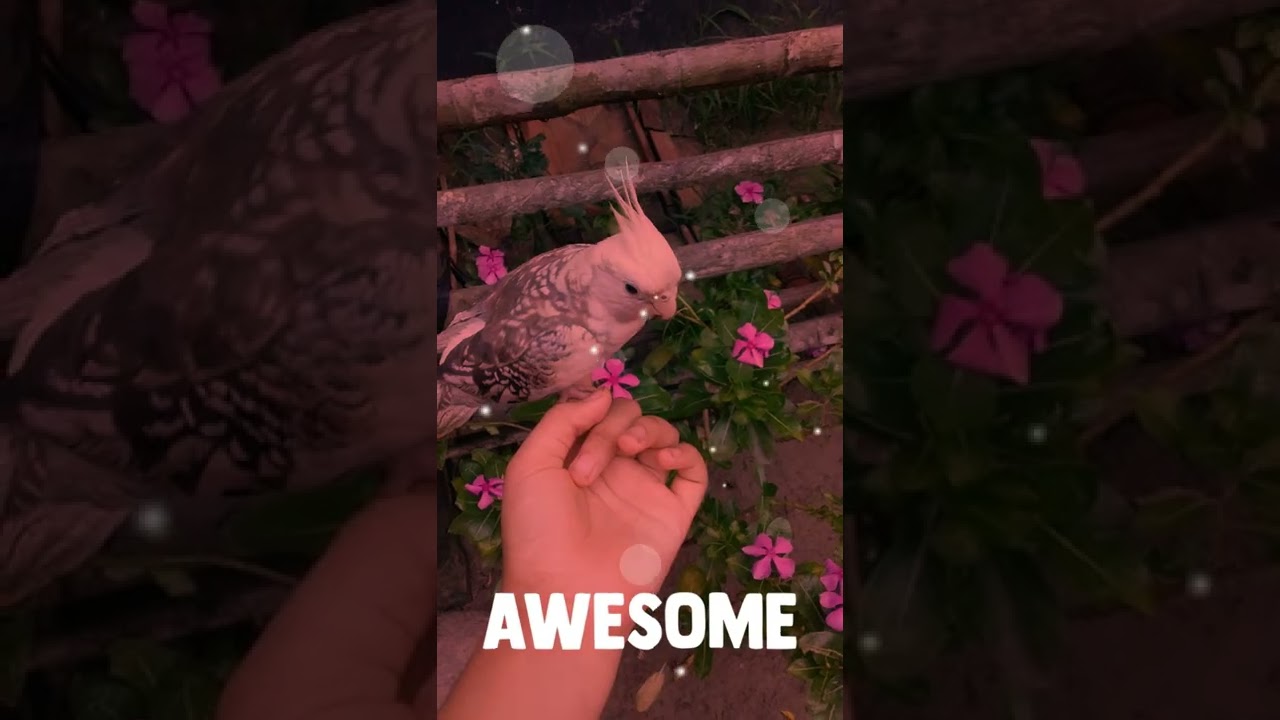 Latest Title & Thumbnail
