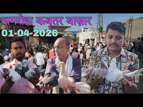 Amroha kabootar market 🕊️ 01-04-2026. अमरोहा कबूतर बाज़ार। Gola kabootar market.