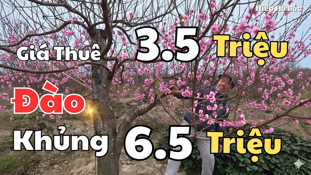 Khám phá | Vườn Đào Tết toàn cây to giá yêu thương tại Dĩnh Kế Bắc Giang, Vườn anh Tuyến