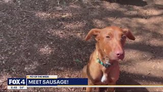 Pet of the Week Sausage