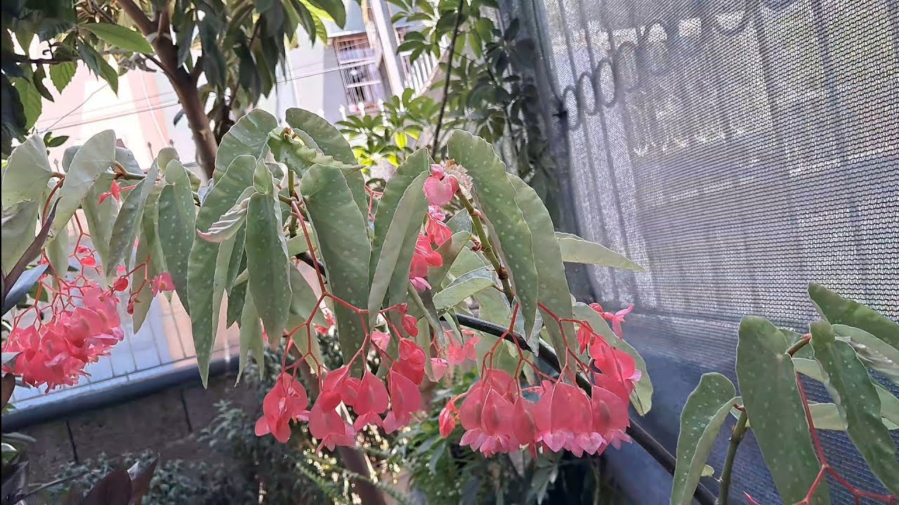 Kısa Bir Bahçe Turu✨️🌿 Hadi Birlikte Gezelim 🌵🪴🌺🪻Çiçeklerim Nasıl Olmuş 🌹🪷🌼