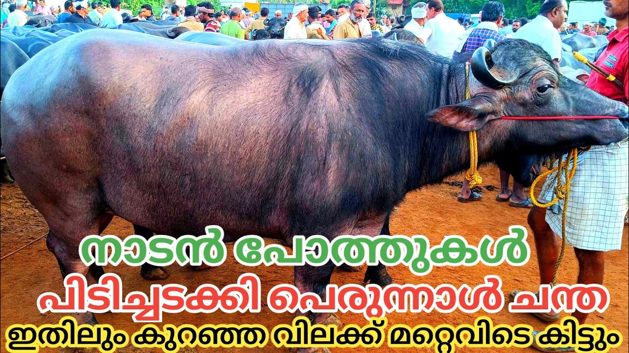 കേരളത്തിലെ ഏറ്റവും കുറഞ്ഞ വിലക്ക് | പെരുന്നാൾ ചന്ത | 2023 |വില സഹിതം | Buffalo | TECH AND VLOGS