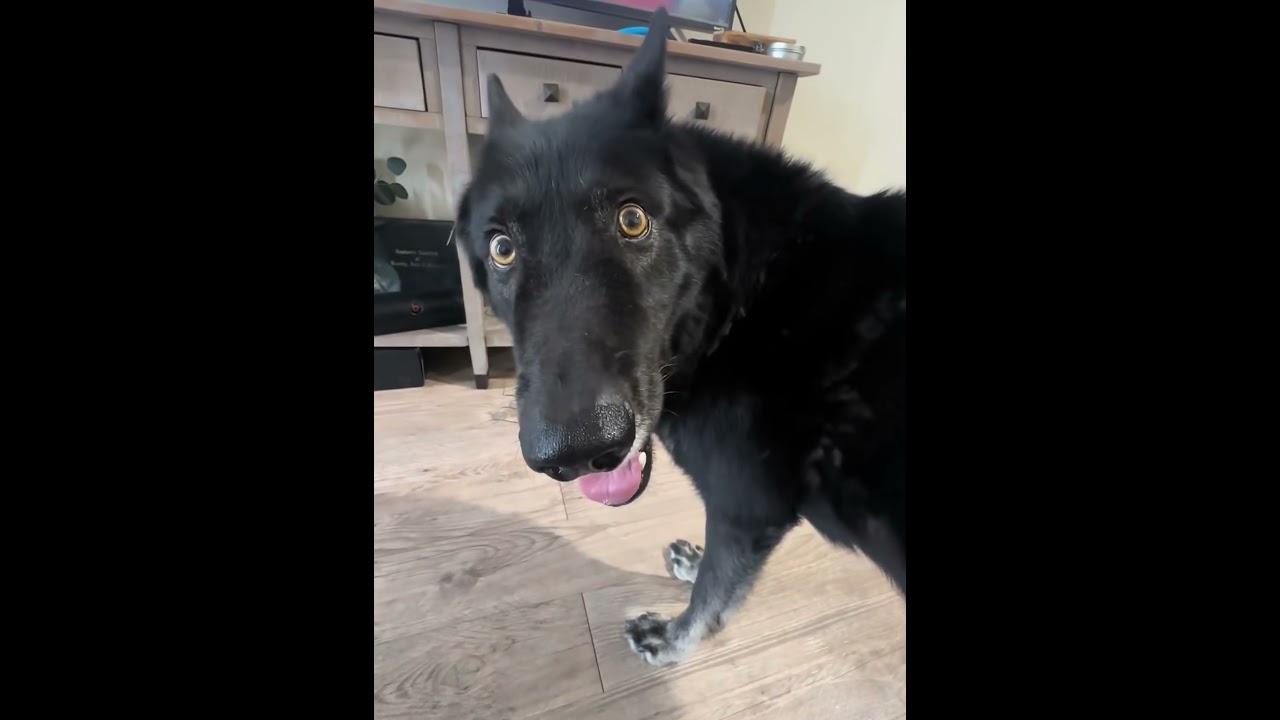 Funny dog expressions